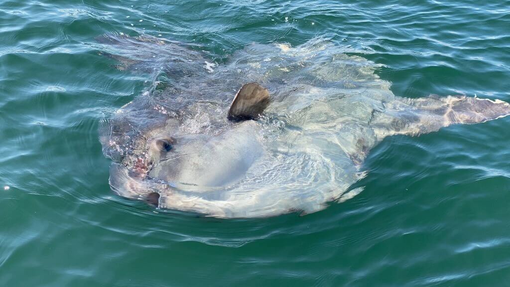 Are sunfish endangered