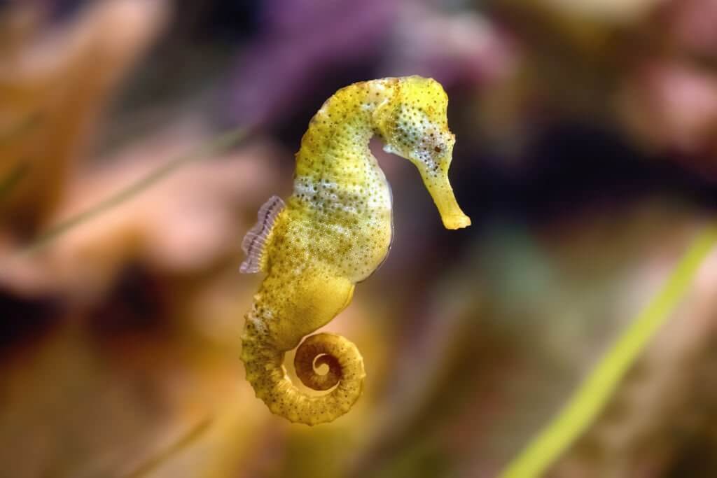 Can You Eat Seahorse Raw