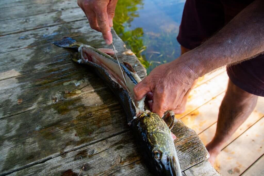 Cleaning Northern Pike
