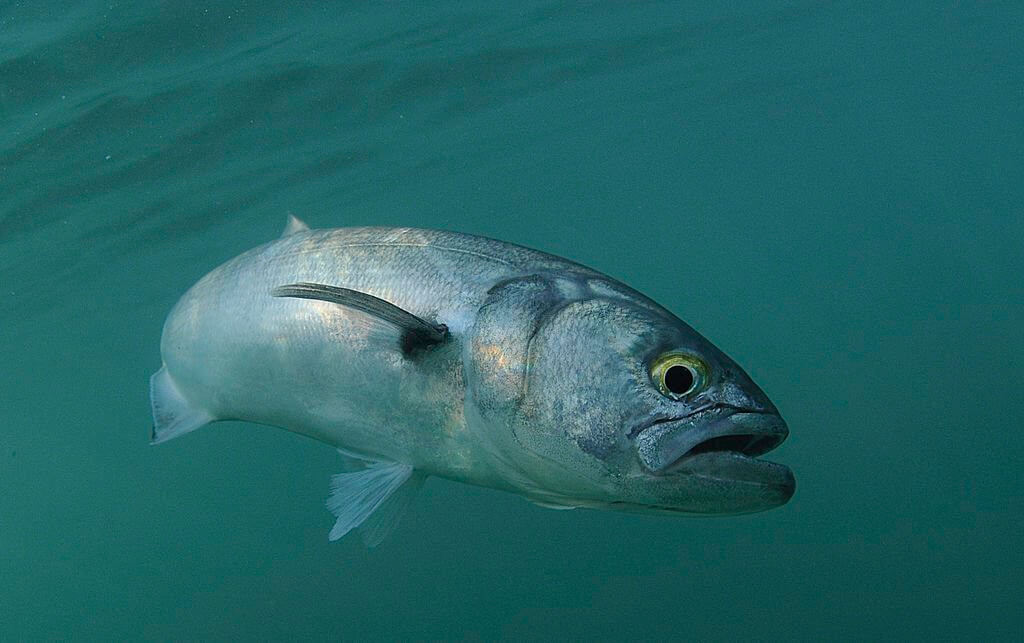 About Bluefish