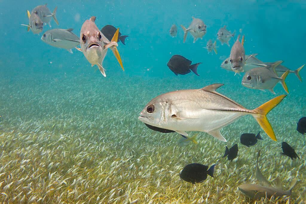 How to Recognize a Jack Crevalle
