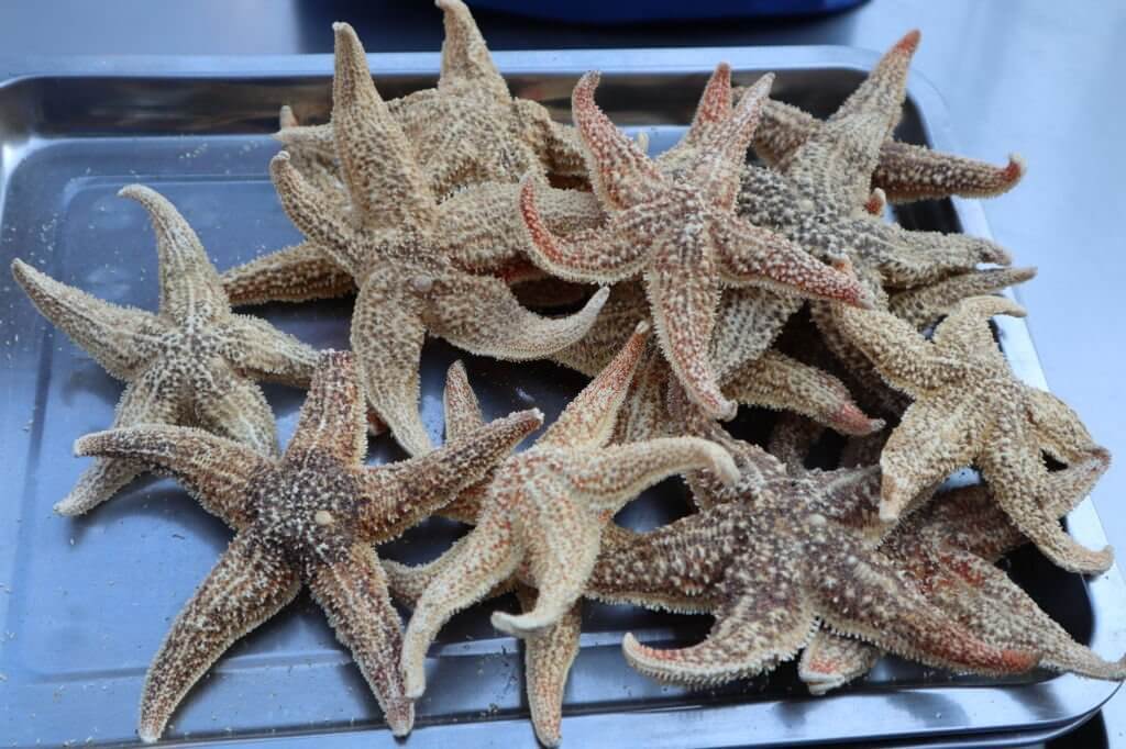 Is it safe to eat starfish