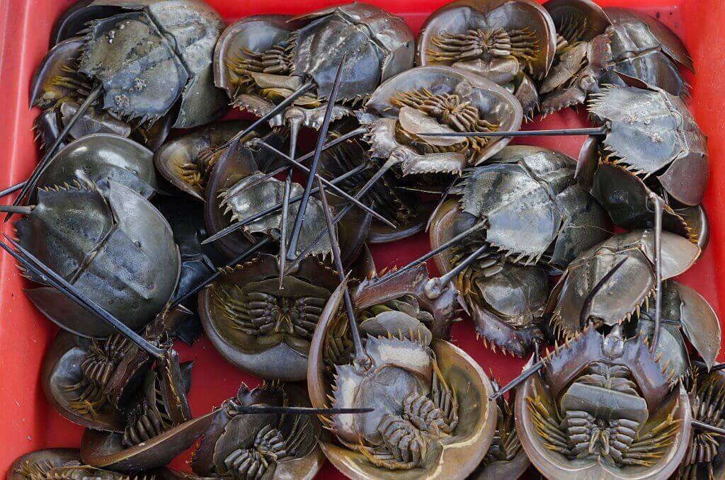What Are Horseshoe Crab