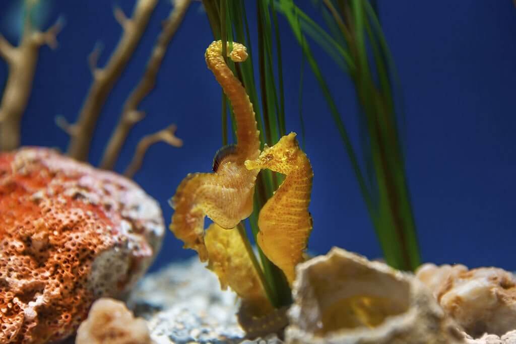 What Does a Seahorse Eat