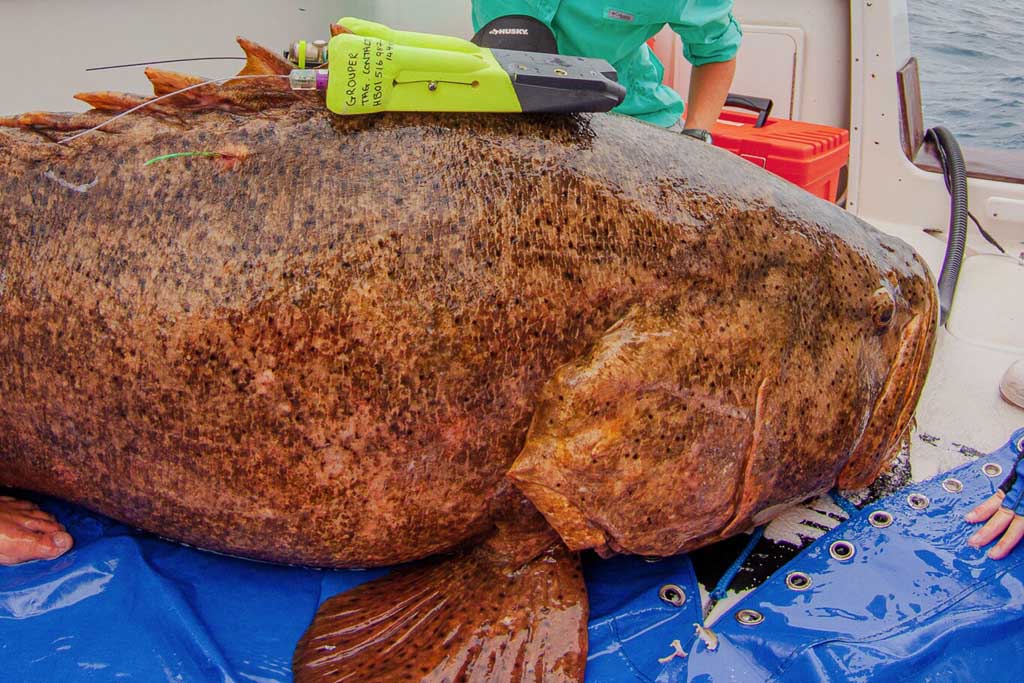 the biggest goliath grouper ever caught