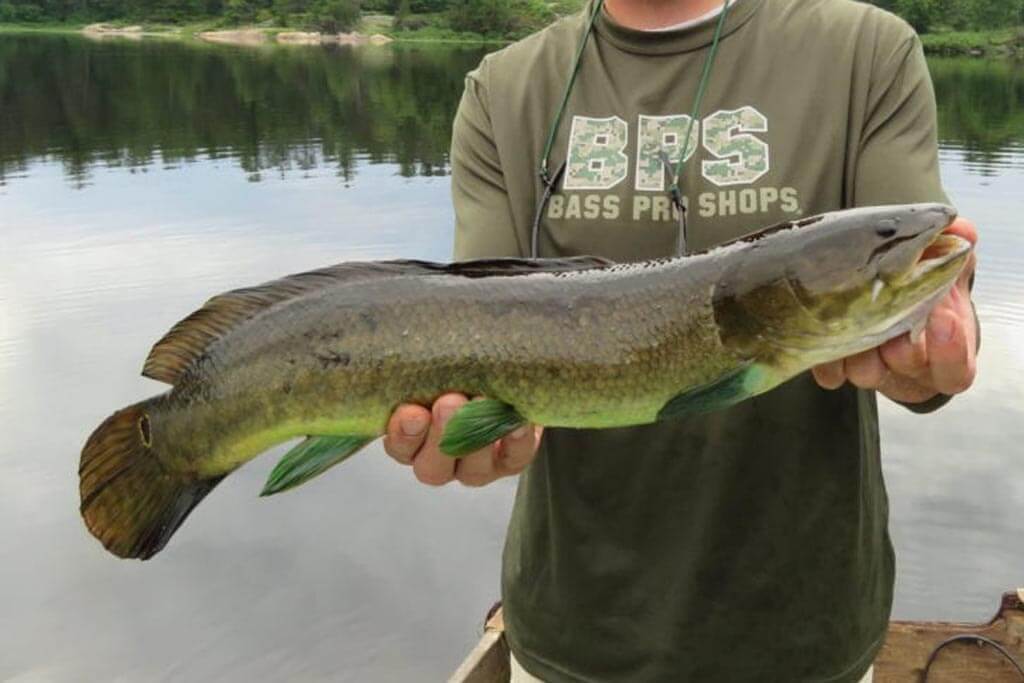 Can you eat Bowfin Fish
