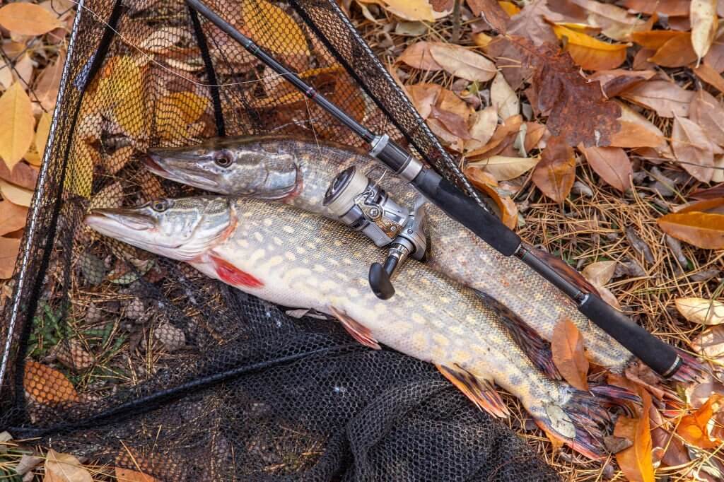 What is the best size northern pike to eat