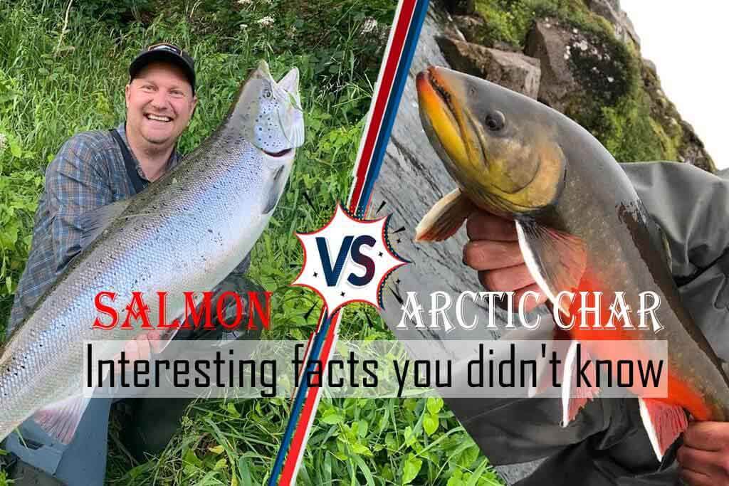 Arctic Char vs. Salmon