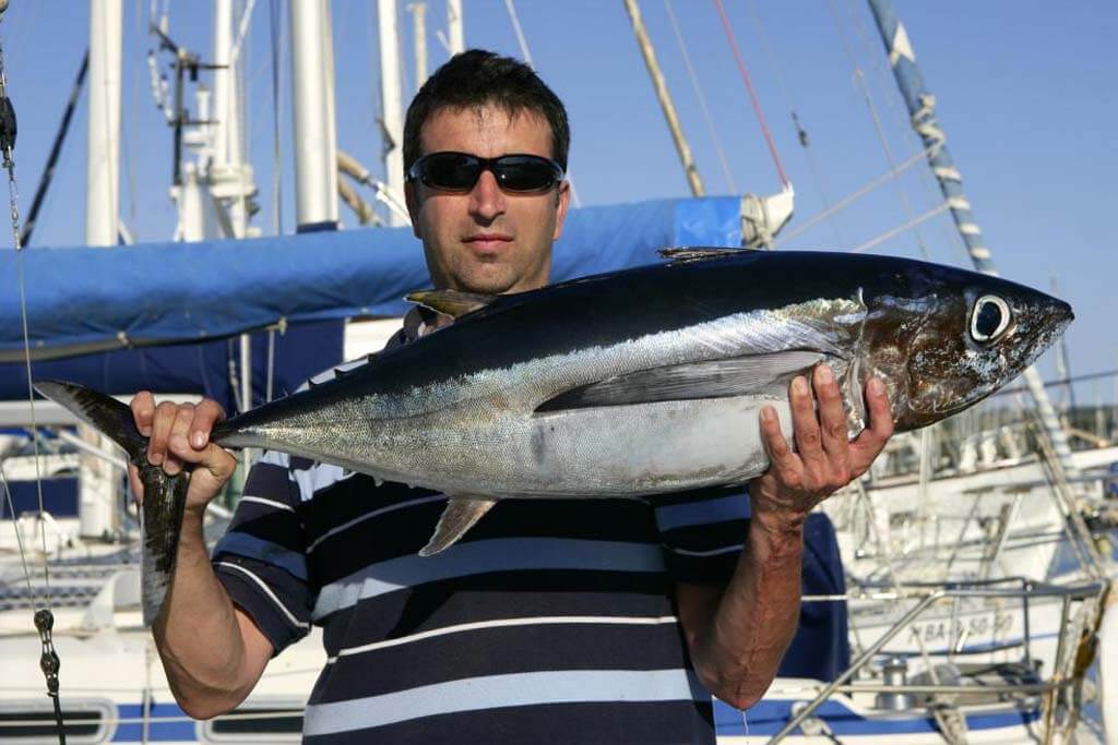 Black Skipjack Tuna It has two dorsal fins