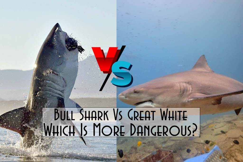 Bull Shark Vs Great White