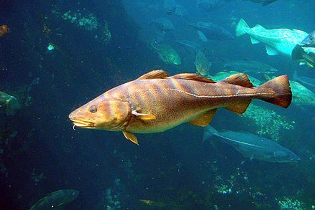 Cod Habitat haddock vs cod
