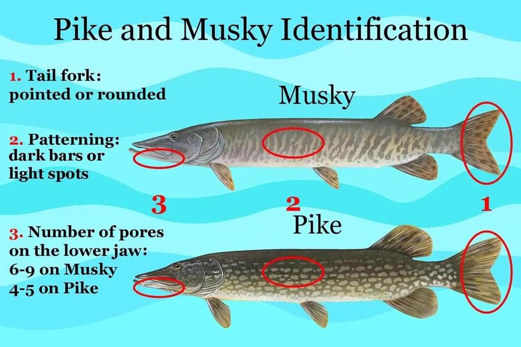 Difference between Muskie vs Pike