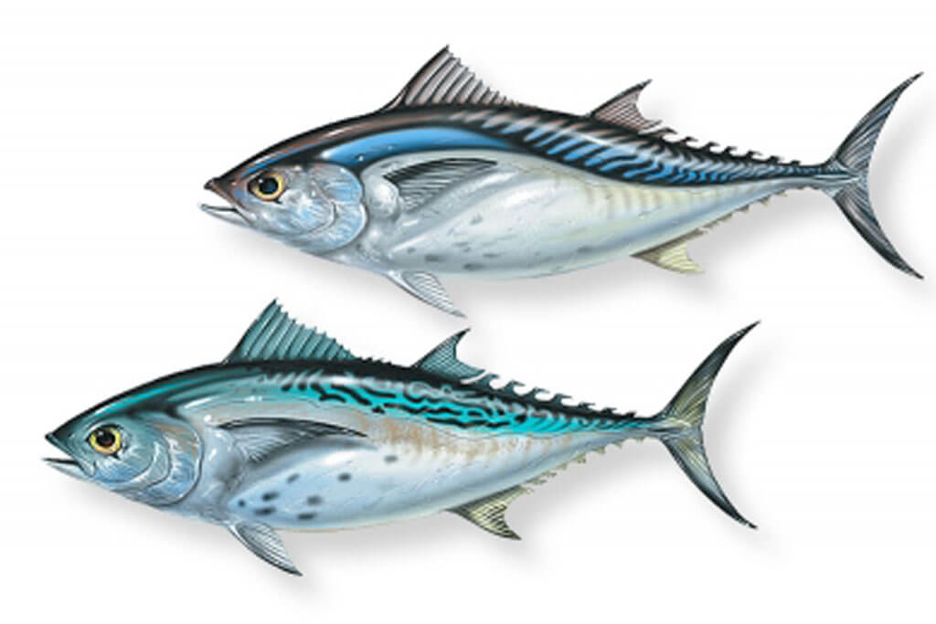 Frigate Tuna fish