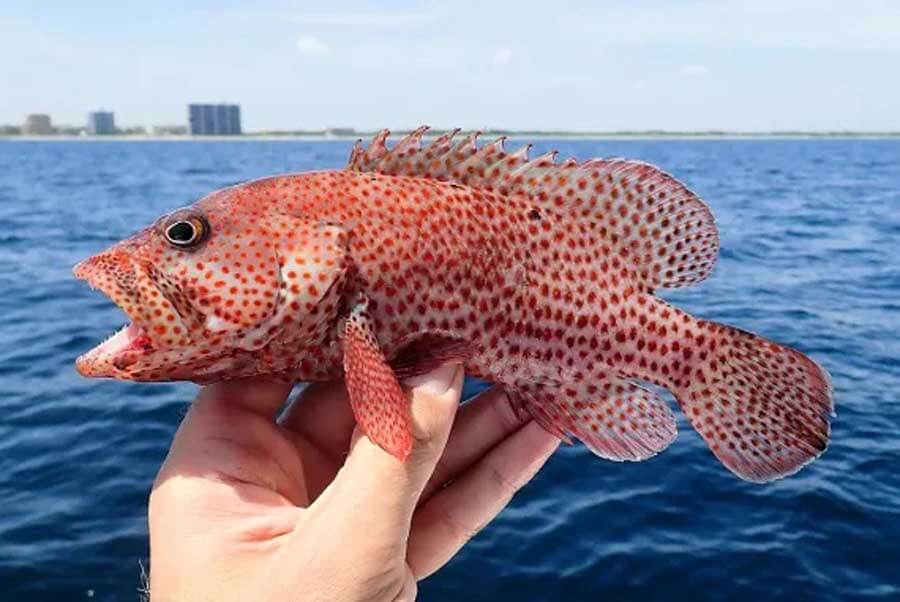 Graysby grouper types