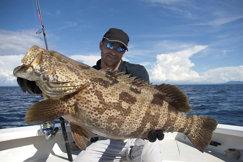 Grouper is giant than a Snapper