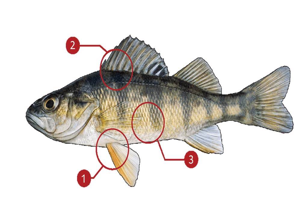 How to Identify a Perch