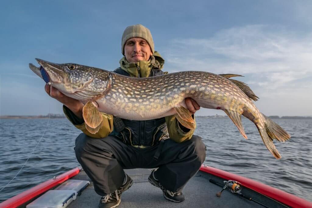 Muskie vs Pike Size Differences