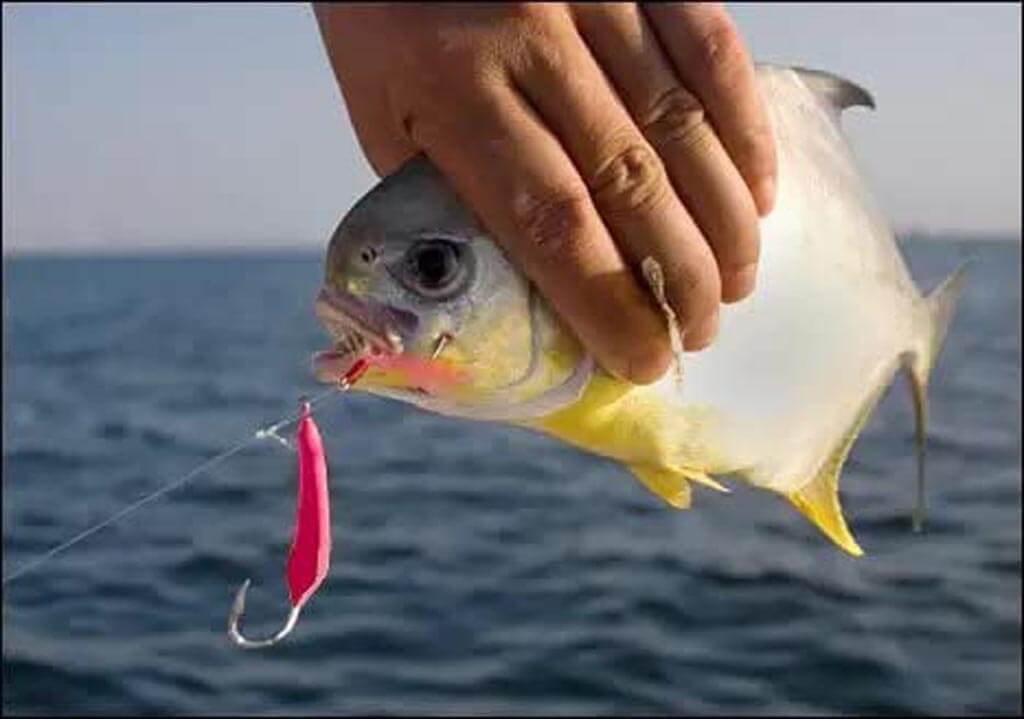 Permits Bait And Lure