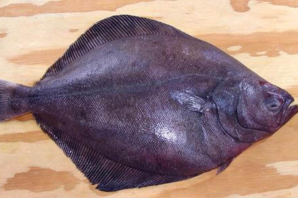 Types of Flatfish Petrale Sole
