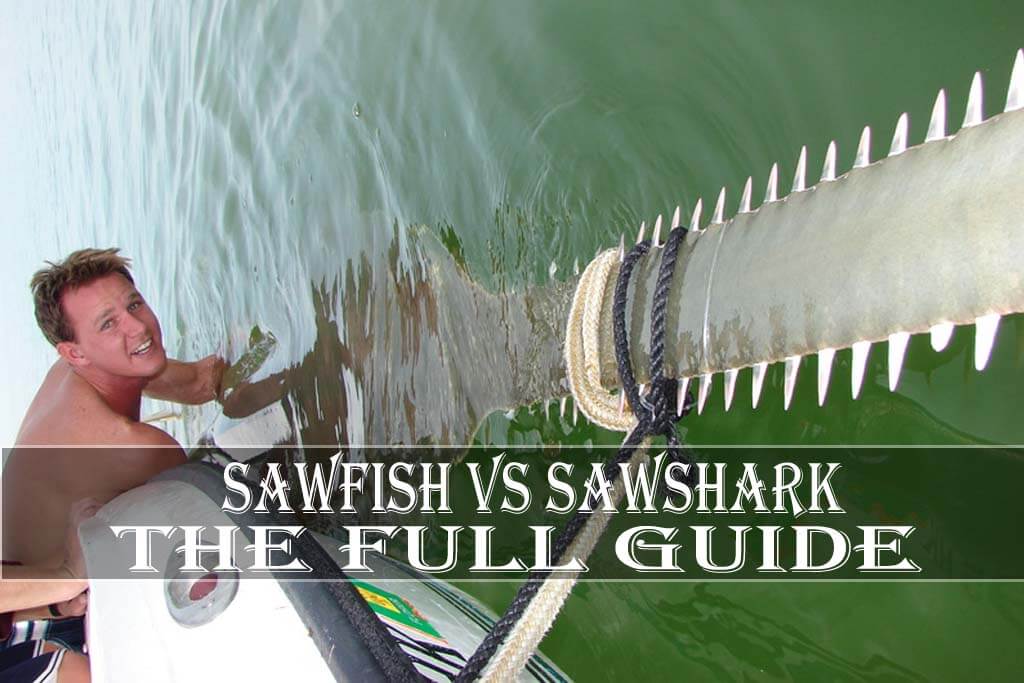 Sawfish Vs Sawshark