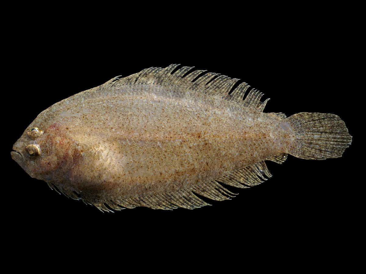 Scaldfish