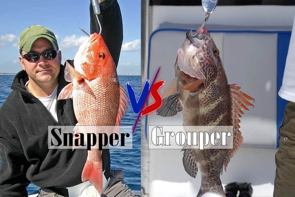 Snapper Vs Grouper