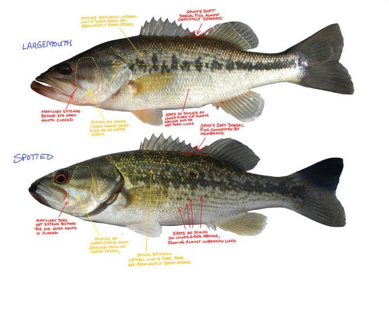 Spotted vs Largemouth Bass Size