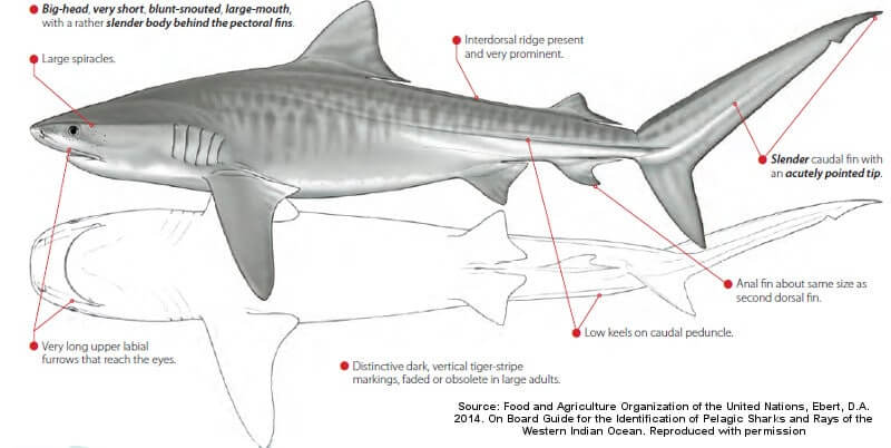 Tiger Sharks identification