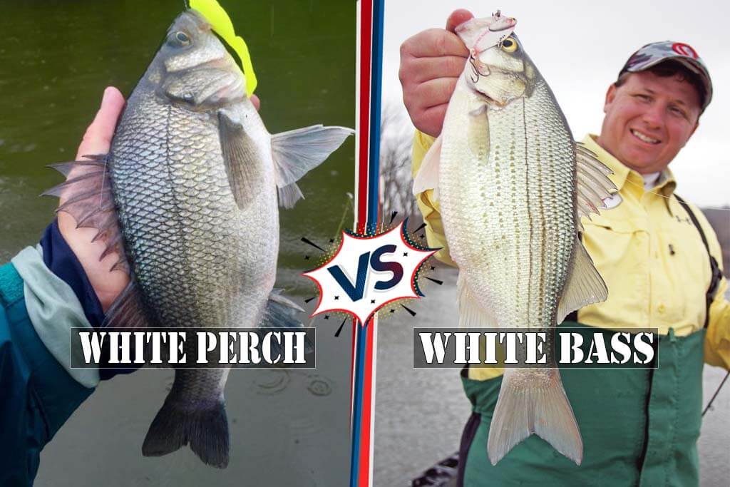 White Perch Vs White Bass 