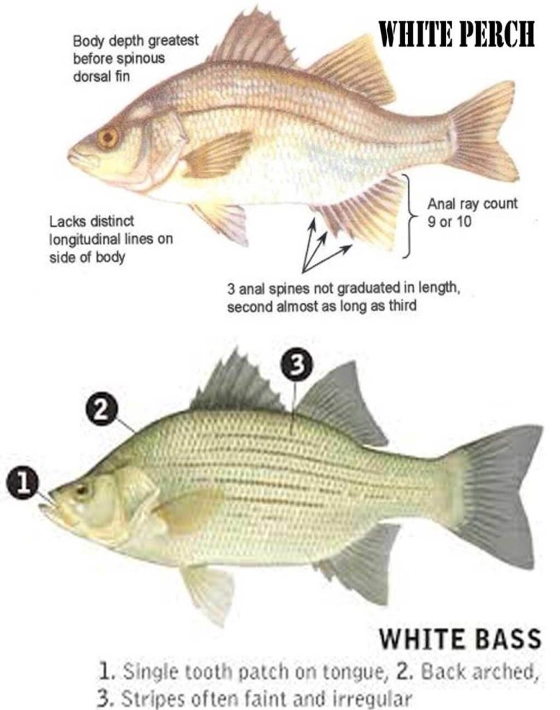 White Perch vs White Bass Identification