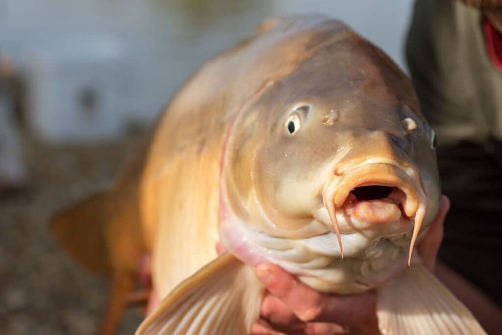 Why Do People Think Eating Carp Is Bad