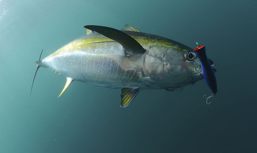catch Yellowfin Tuna