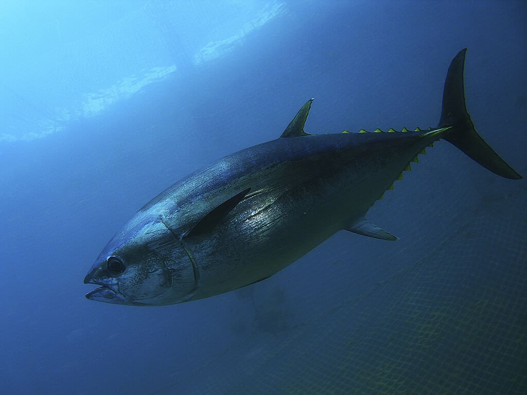 Most Expensive Fish to Eat  Bluefin Tuna