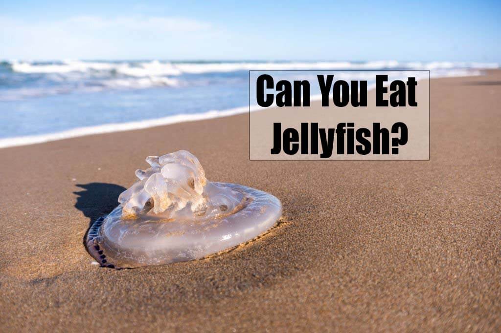 Can You Eat Jellyfish