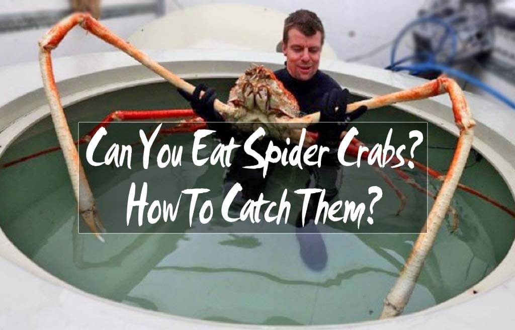 Can You Eat Spider Crabs