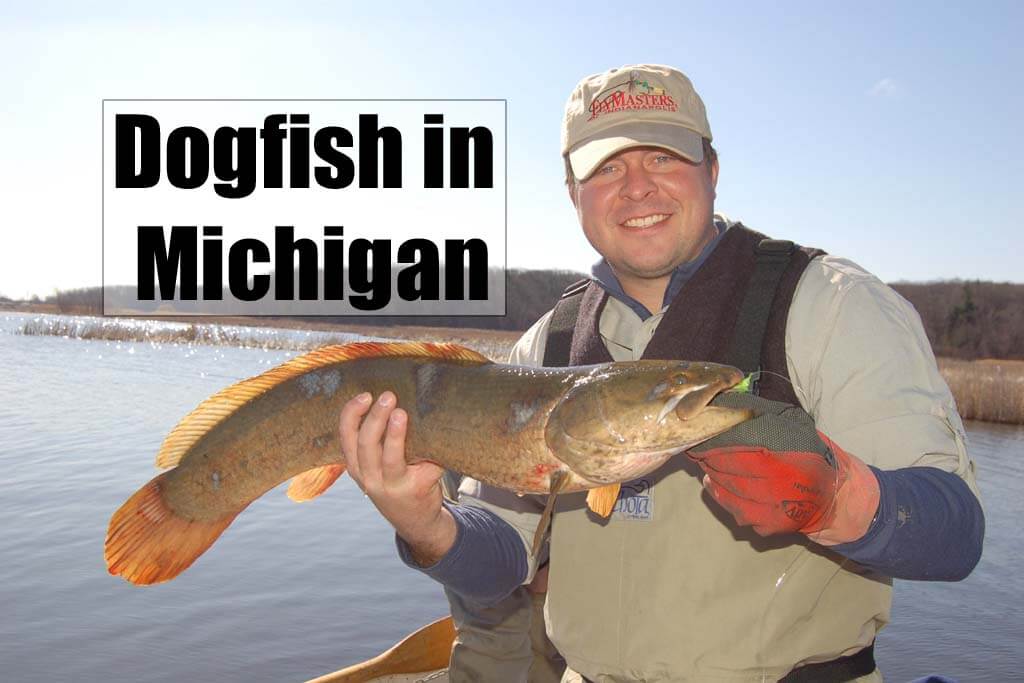 Dogfish in Michigan