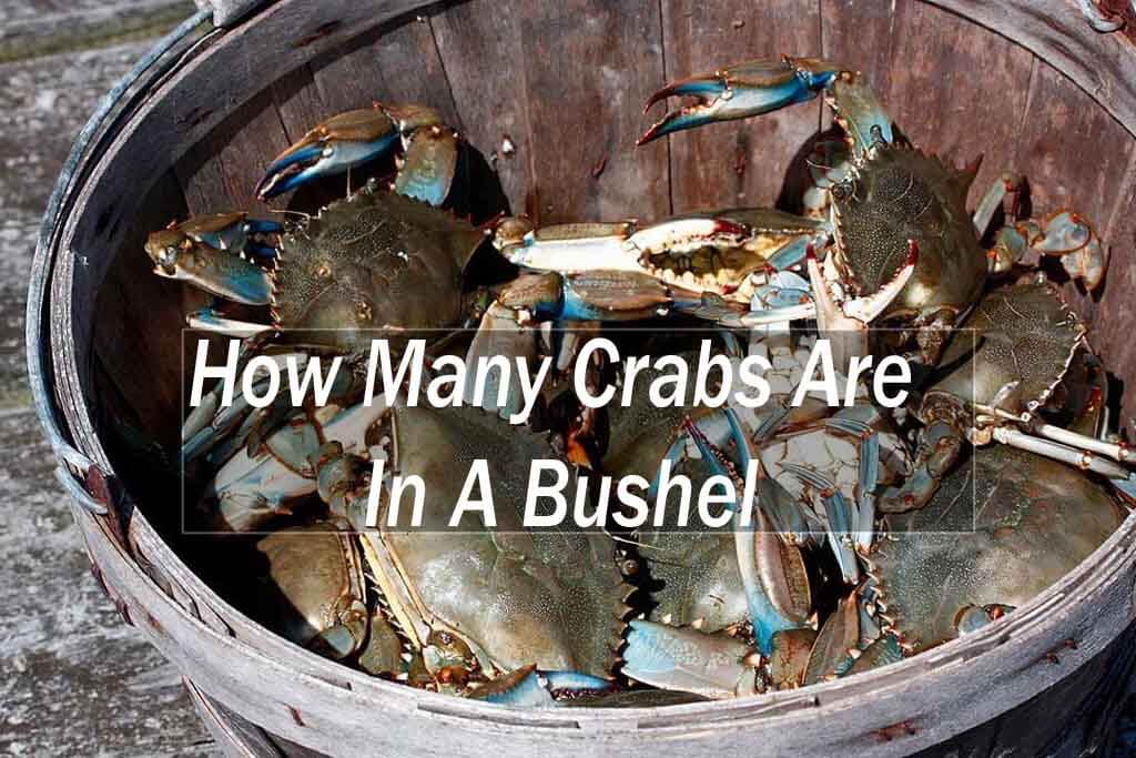 How Many Crabs Are In A Bushel