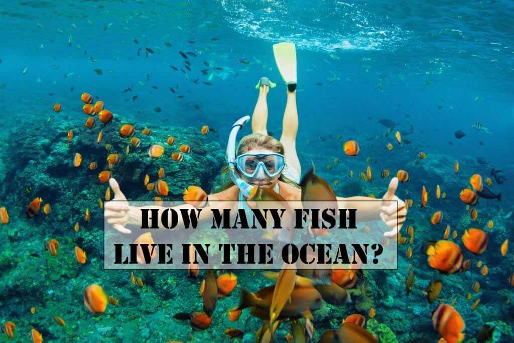 How Many Fish Live In The Ocean