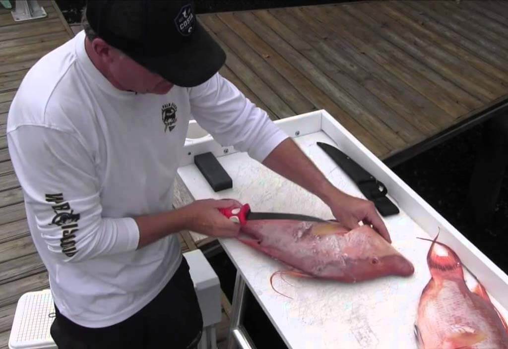 How to Fillet and Clean A Hogfish
