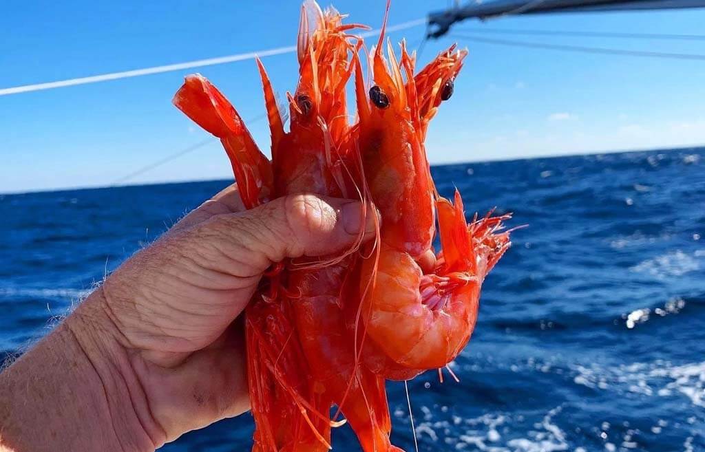 Royal Red Shrimp