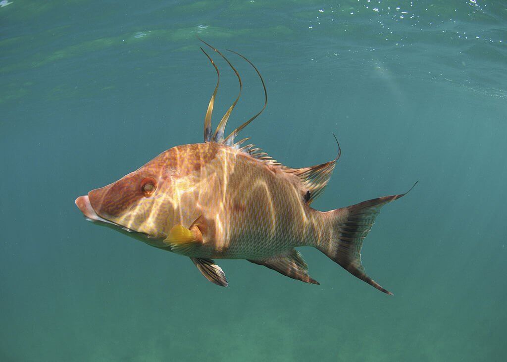 What Is A Hogfish