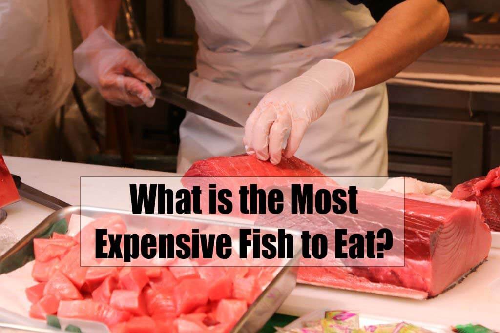 What is the Most Expensive Fish to Eat