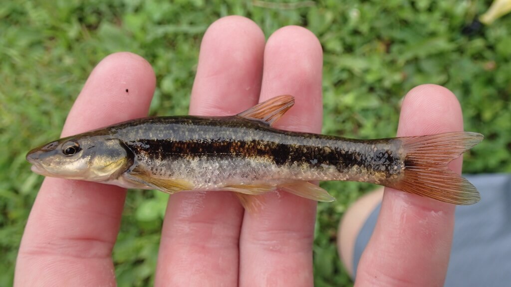 Western Blacknose Dace-Type of Minnow