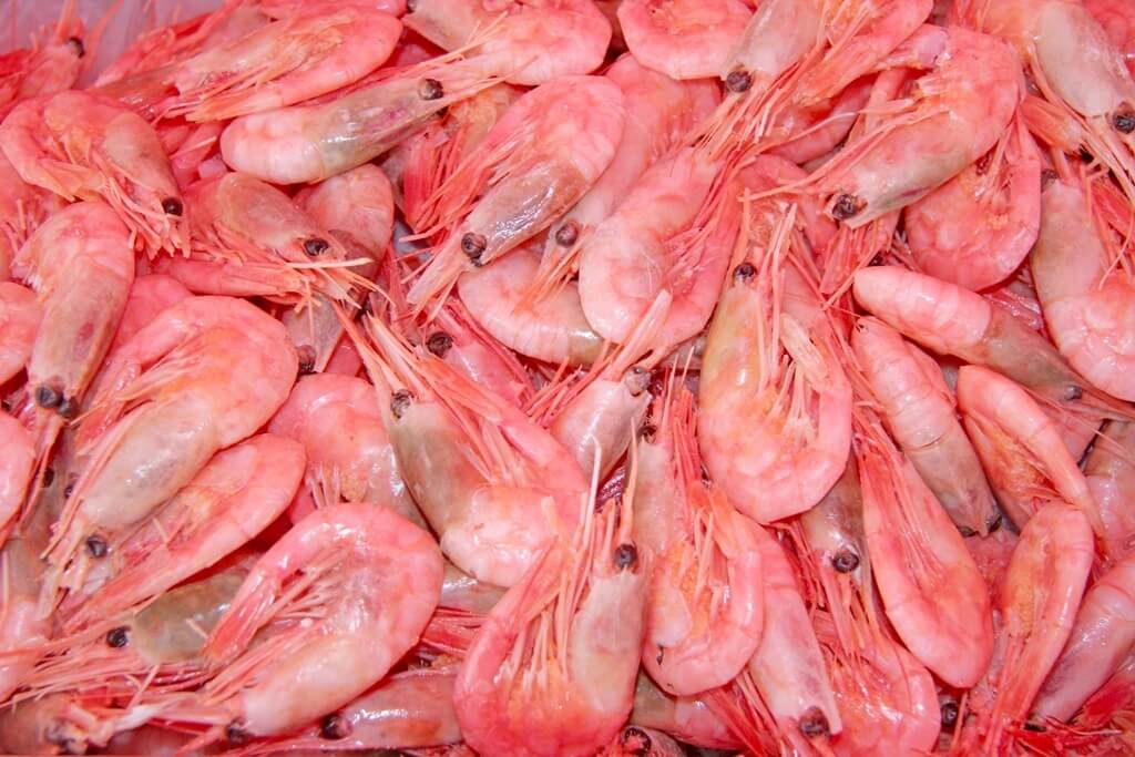 Pink shrimp