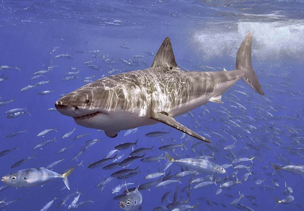Great White Shark Carcharodon Carcharias