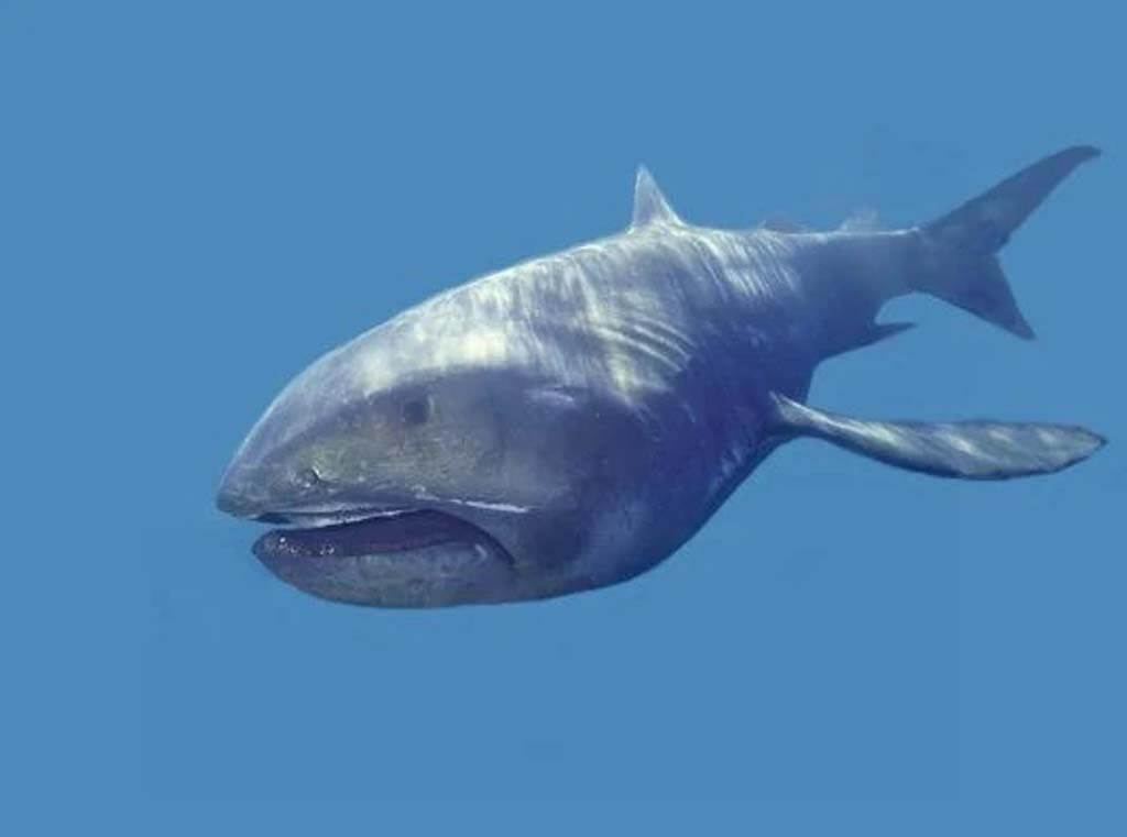 Megamouth Shark Megachasma Pelagios