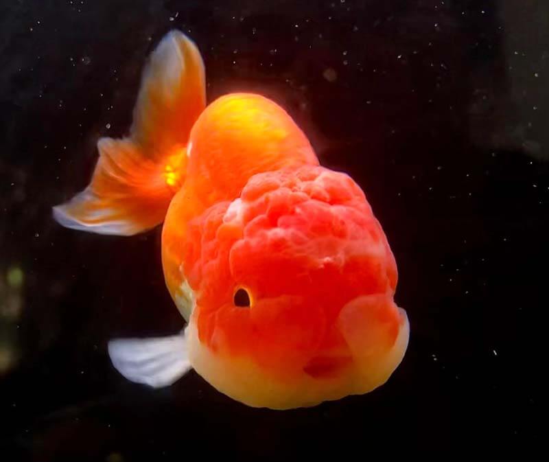 Goldfish Wen Growth