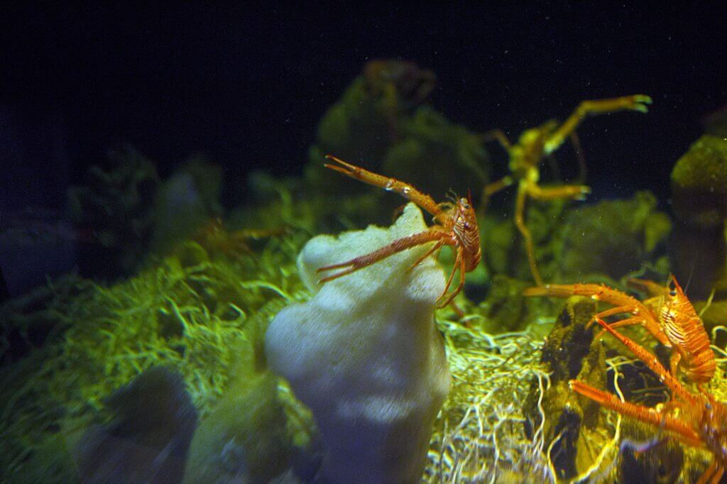 Small Crayfish