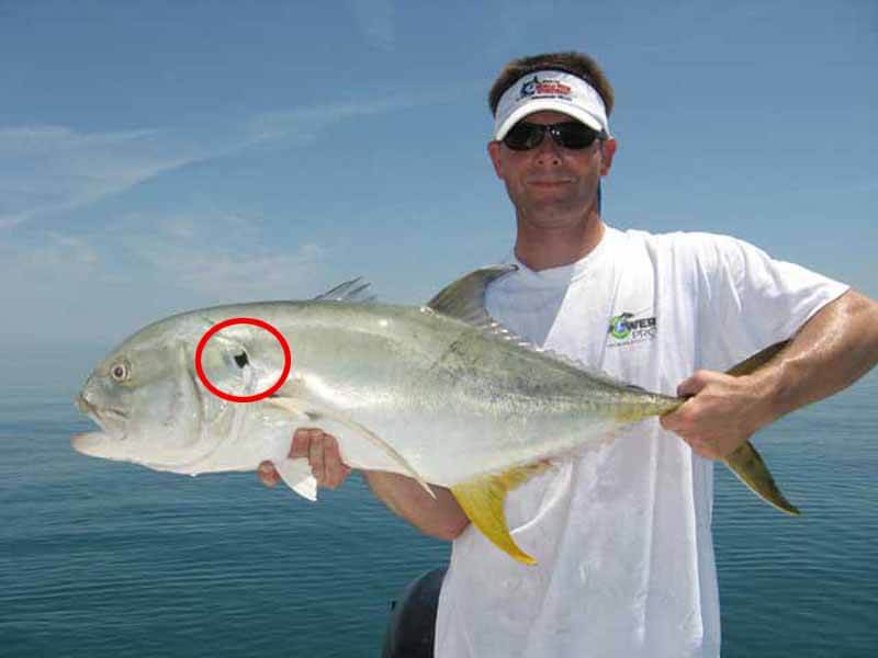 head of the jack crevalle
