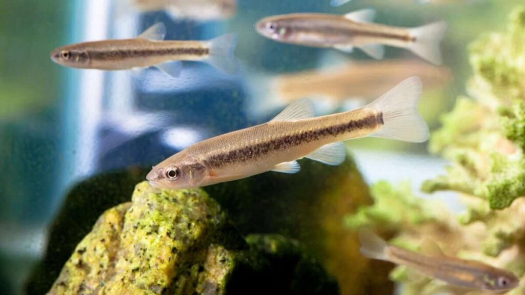 Are Minnows Just Baby Fish